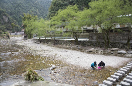 没有茶树的茶园坑村(图2)
