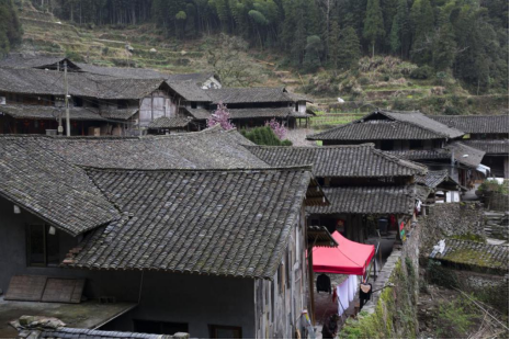没有茶树的茶园坑村(图3)