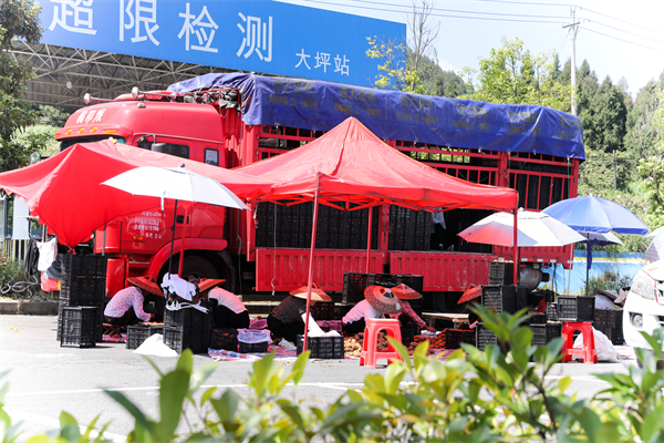 贵州松桃：路畅景美产业兴(图4)