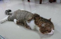 热闻主人怕狗中暑爆改猪圈：空调、自动摇扇全安排！高温天如何让宠物安然度夏？(图4)